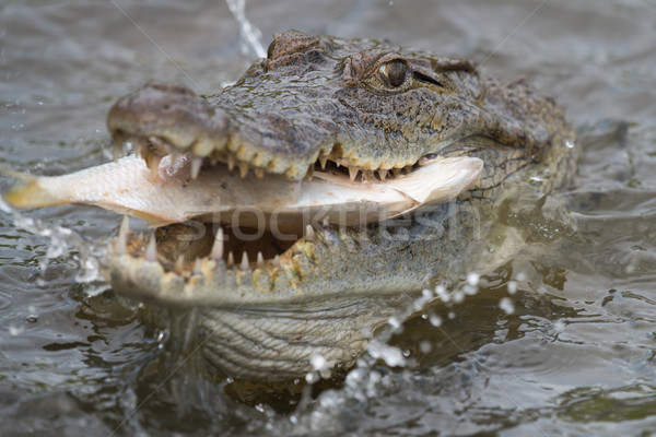West African Crocodile (Crocodylus suchus) eating a fish Stock photo © davemontreuil