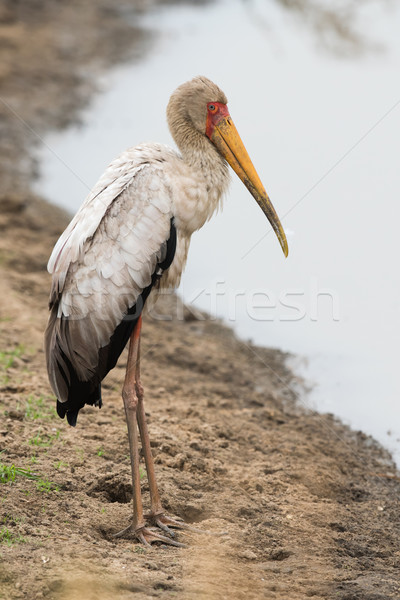 Yellow-billed stork (Mycteria ibis) juveile standing beside a po Stock photo © davemontreuil
