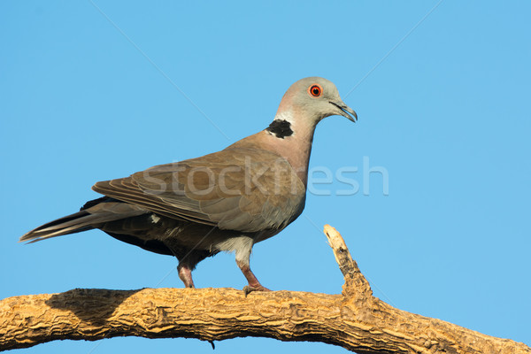 African Mourning Dove (Stretopelia decipiens) Stock photo © davemontreuil