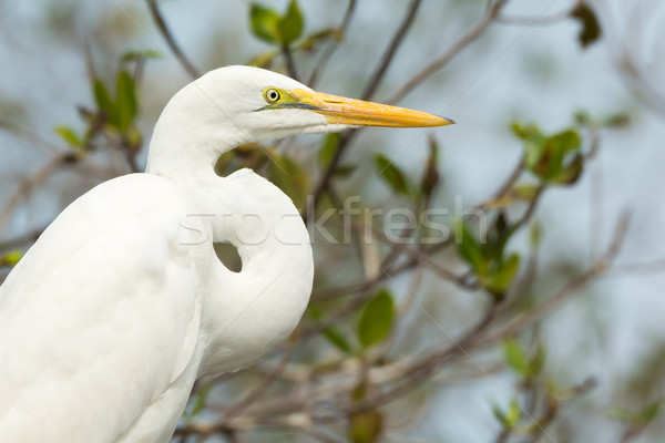 Portrait of a Great White Egret (Egretta alba) Stock photo © davemontreuil