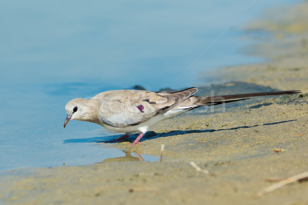 Female Namaqua Dove (Oena capensis) at a water hole Stock photo © davemontreuil