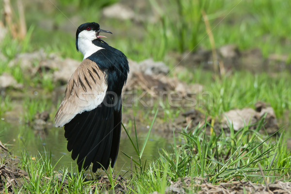 Spur-Winged Plover (Vanellus Spinosus) displaying proudly on the Stock photo © davemontreuil