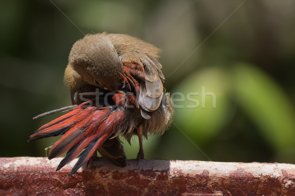 Young Red-billed Firefinch in a strange preening contortion Stock photo © davemontreuil