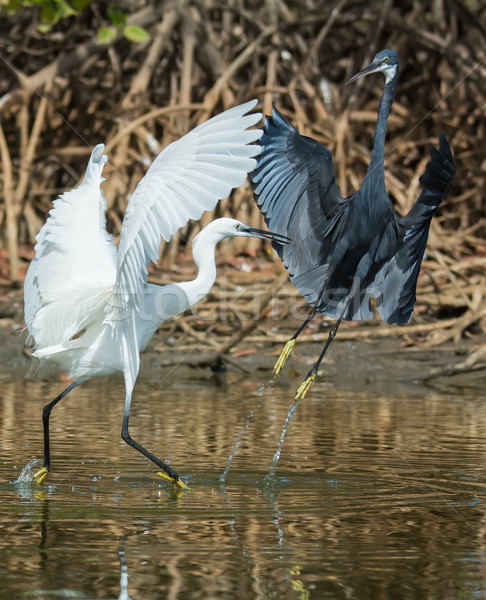 A white Western Reef Heron (Egretta gularis) forcibly chasing of Stock photo © davemontreuil