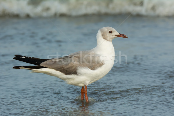 Grey Headed Gull Stock photo © davemontreuil