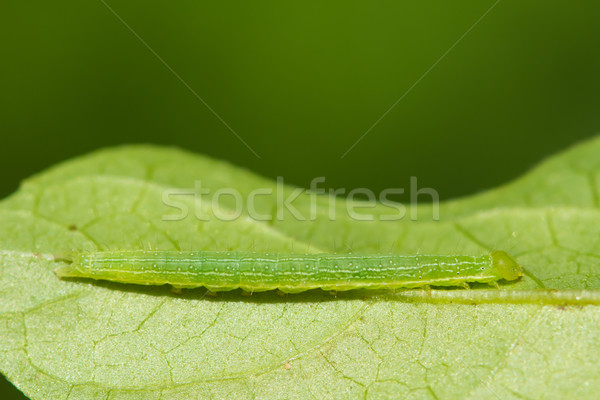 [[stock_photo]]: Vert · Caterpillar · match · feuille · couleur · bien