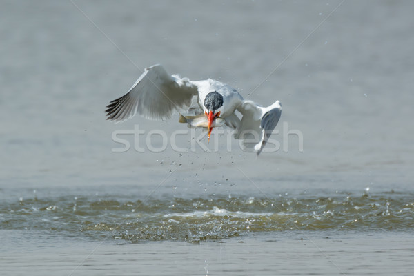 Caspian Tern leaving the water with a fish in its mouth Stock photo © davemontreuil