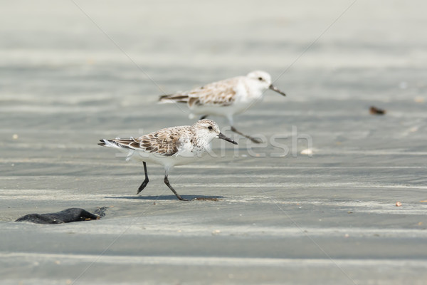 Two Sanderling running along the beach Stock photo © davemontreuil