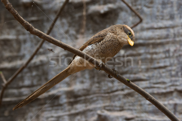 Stock photo: A Yellow-billed shrike (Corvinella corvina) perched in front of 