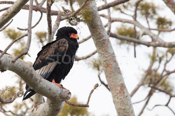 Bateleur Eagle (Terathopius ecaudatus) perched in a tree Stock photo © davemontreuil