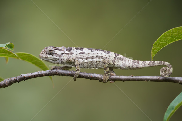 Flap-necked Chameleon (Chameleo dilepis) crawling along  a branc Stock photo © davemontreuil