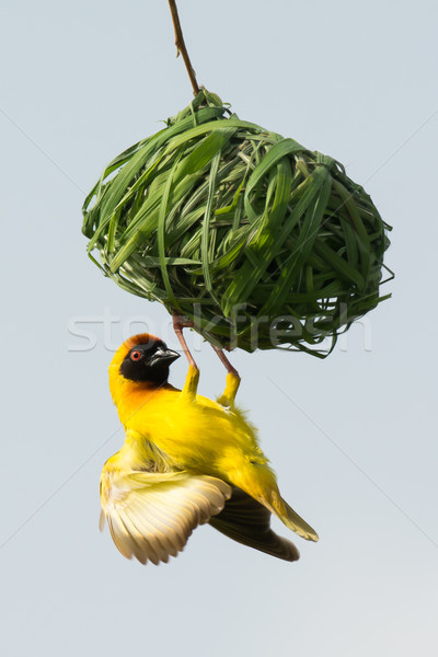 Male Vitelline Weaver inspecting a nest Stock photo © davemontreuil