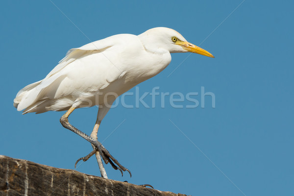 Cattle Egret walking on a wharf Stock photo © davemontreuil
