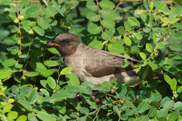 Stockfoto: Eten · bes · voedsel · vogel · mooie · mooie