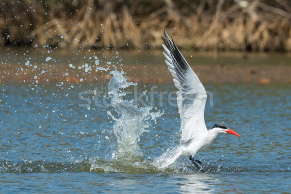 Caspian Tern taking to the air after a dive Stock photo © davemontreuil