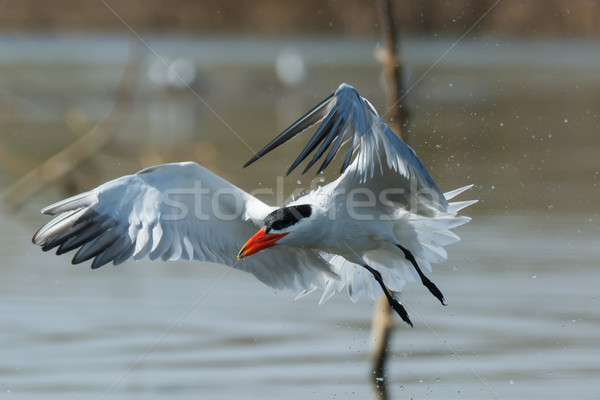 Caspian Tern in flight trailing water droplets Stock photo © davemontreuil