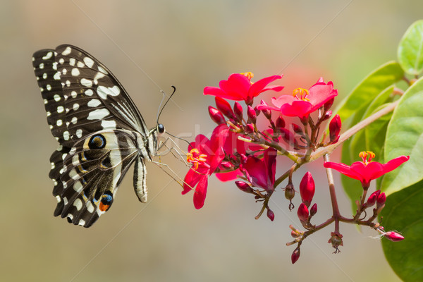 Cytrus Motyl pitnej nektar czerwone kwiaty czerwony Zdjęcia stock © davemontreuil