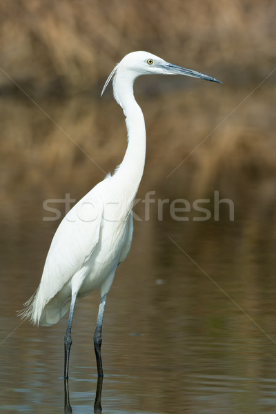 A white Western Reef Heron (Egretta gularis) standing in shallow Stock photo © davemontreuil