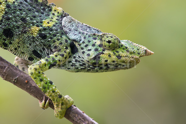 Portret cameleon mână ochi mers Africa Imagine de stoc © davemontreuil