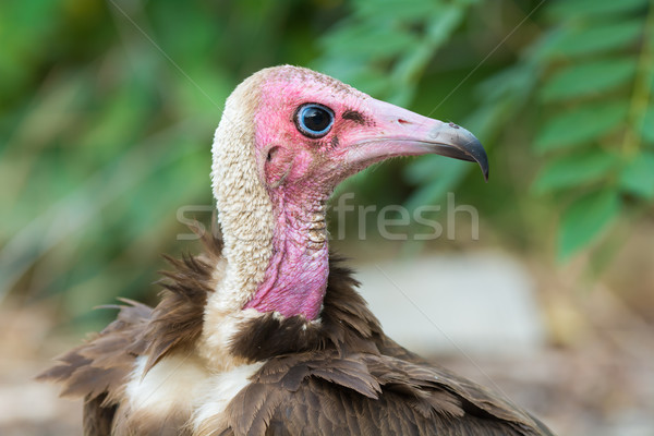 [[stock_photo]]: Portrait · vautour · détaillée · oiseau · tête