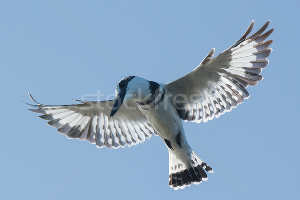 Male Pied Kingfisher hovering in flight Stock photo © davemontreuil