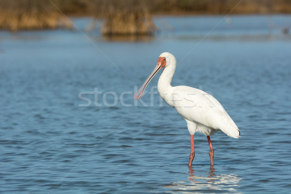 African Spoonbill with water dripping from its bill Stock photo © davemontreuil