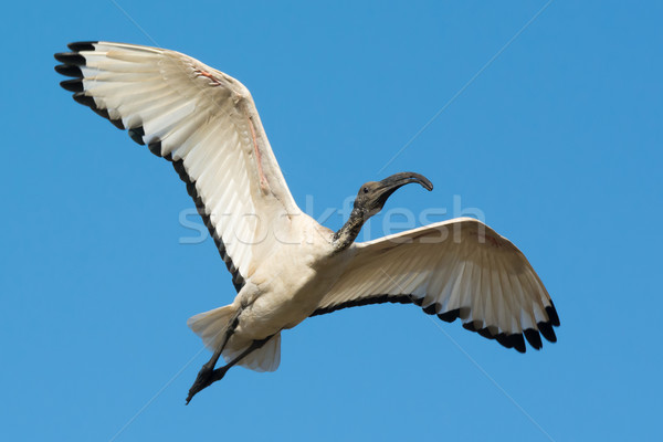 Sacred Ibis (Threskiornis aethiopicus) in flight Stock photo © davemontreuil