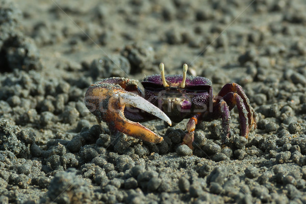 Male purple Fiddler Crab from West Africa filtering sand Stock photo © davemontreuil