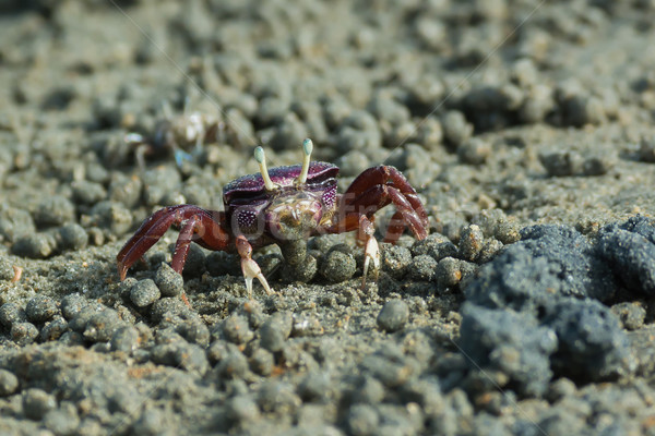 West African female purple Fiddler Crab filtering sand Stock photo © davemontreuil