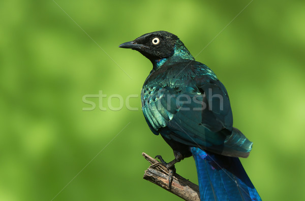 A Long-Tailed Starling (Lamprotornis chalcurus) looking over its Stock photo © davemontreuil