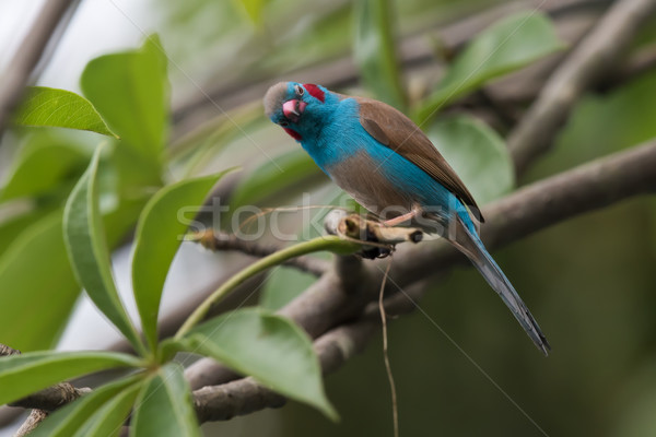 Férfi görbület jobb néz fa madár Stock fotó © davemontreuil