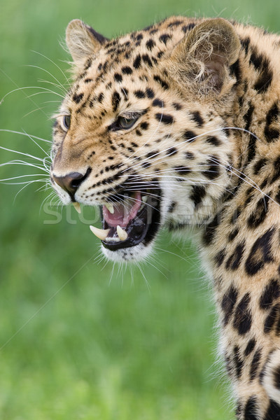 Leopard natura capelli africa gatti testa Foto d'archivio © david010167