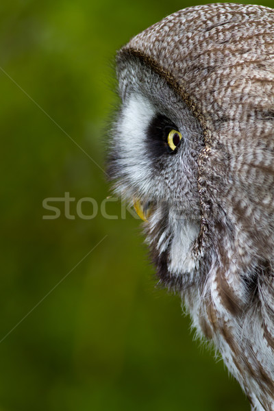 Great Grey Owl Stock photo © david010167