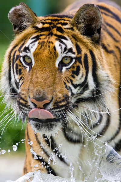 Tigru apă natură păr funcţionare portret Imagine de stoc © david010167
