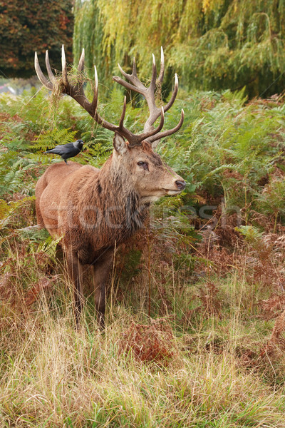 Rot Hirsch fern Bäume Stock foto © david010167