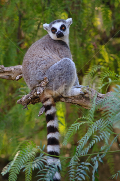 Ring-tailed lemur (lemur catta)  Stock photo © david010167