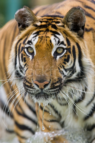 Tygrys wody charakter włosy uruchomiony portret Zdjęcia stock © david010167