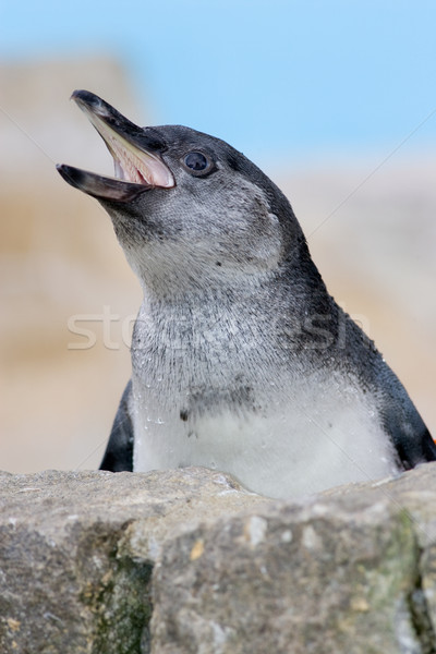 Hungry penguin Stock photo © david010167