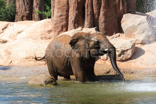 Stock photo: African elephants