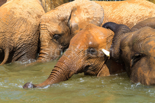 Afryki słonie głęboko otwór rodziny Zdjęcia stock © david010167