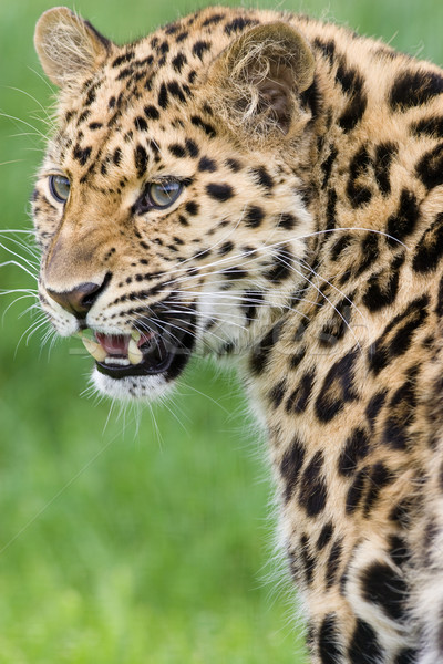 豹 性質 頭髮 非洲 貓 頭 商業照片 © david010167