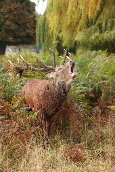 Majestic Stag braying Wild Red Deer  Stock photo © david010167