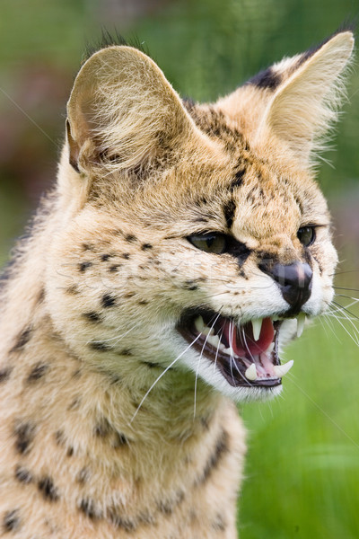 アフリカ 草 目 自然 猫 頭 ストックフォト © david010167