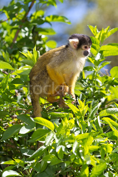 Squirrel monkey  Stock photo © david010167