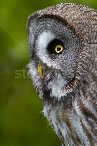 Foto stock: Cinza · coruja · olhos · retrato · amarelo