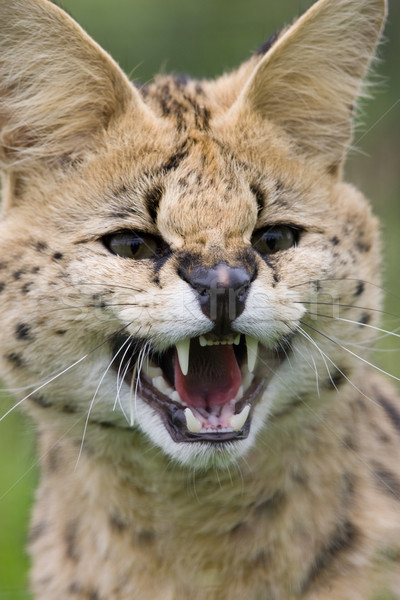 African iarbă ochi natură pisică cap Imagine de stoc © david010167