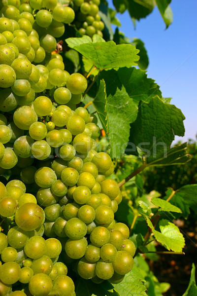 Szőlő levelek szőlő szőlő friss növekvő Stock fotó © david010167
