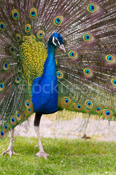 Pavão belo exibir plumagem masculino Foto stock © david010167