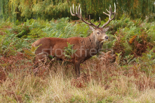 Majestueus wild Rood herten varen bomen Stockfoto © david010167