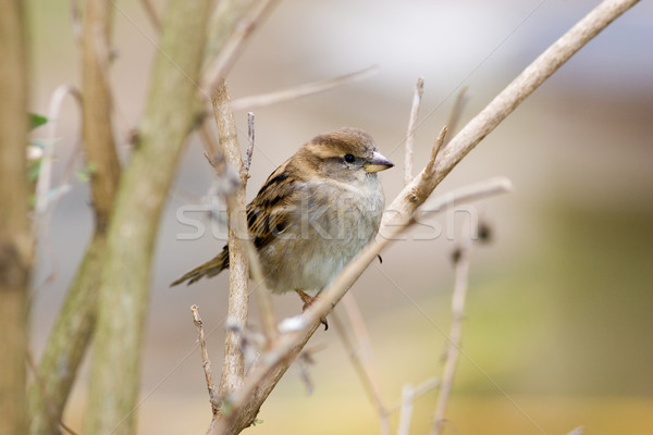 Weiblichen Baum Spatz Stock foto © david010167